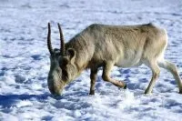 ПРО ПЛЕМІН САЙГАЧИЙ ЗАМОВИТЬ СЛОВО, Екологія Фото, Туризм, Узбекистан слово