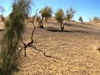 ПРО ПЛЕМІН САЙГАЧИЙ ЗАМОВИТЬ СЛОВО, Екологія Фото, Туризм, Узбекистан екологія