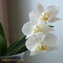 Орхідея фаленопсис - як доглядати фаленопсис