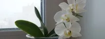 Орхідея фаленопсис - як доглядати орхідея