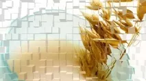 Вівсяна олія користь та шкода, як приймати для лікування користь