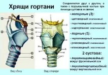 Парні, непарні хрящі гортані перстневидний хрящ та інші непарні