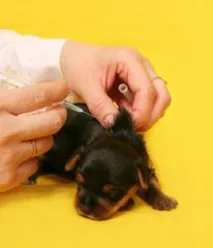 Перша вакцинація для вашого цуценя вакцинація
