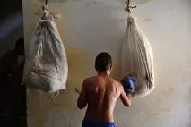 Плантація боксу кубинських