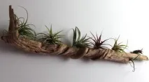 Вироби з дерева Driftwood для дому дому