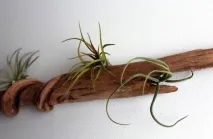 Вироби з дерева Driftwood для дому driftwood