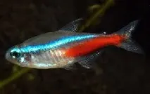 відео