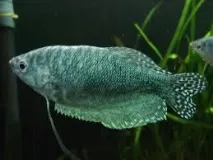 рибки