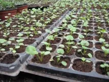 Посадка та догляд за фіалкою у відкритому ґрунті посадка