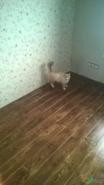 Підлога з натурального дерева підлога