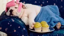 Ознаки хвороб у собак собак