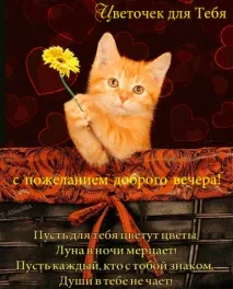 Прикольні листівки Доброго вечора – Привіт Піпл! доброго