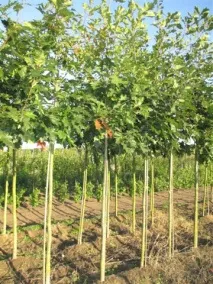 Продаж дерев крупномірів Санкт-Петербург продаж