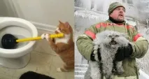 Подовжуюче життя на цих котів неможливо дивитися без сміху - НОВИНИ У ФОТОГРАФІЯХ дивитися