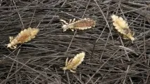 Профілактика педикульозу у дітей засоби від вошей та гнід вошей