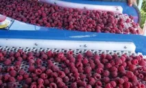 Промисловевирощування малини малини