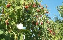 Промисловевирощування малини промисловевирощування