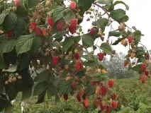 Промисловевирощування малини промисловевирощування