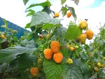 Промисловевирощування малини промисловевирощування