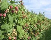 Промисловевирощування малини промисловевирощування