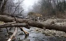 Плямистий символ Примор’я - Далекий Схід схід