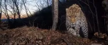 Плямистий символ Примор’я - Далекий Схід плямистий