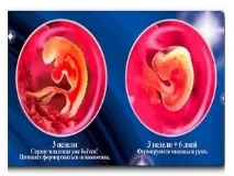 Розвиток ембріона днями розвитку