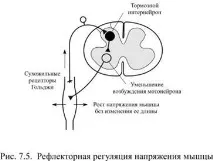 мускула