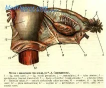 Розрізи матки матки
