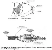 разтягане