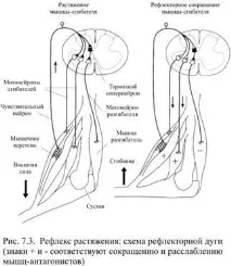 разтягане