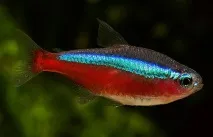 pește neon