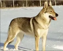 Саарлооська вовча собака собака