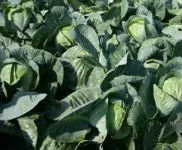 Сіра квашена капуста або крошево, Аптека під ногами капуста