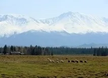 курай