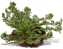 selaginella