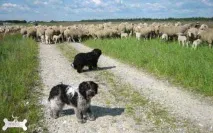 Шапендус (голландський овечий пудель) пудель