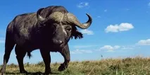 Сонник бик женеться до чого сниться бик женеться уві сні сниться