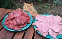 Смішні картинки про кота смішні