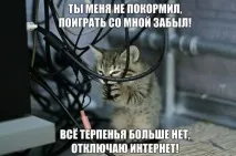 Смішні картинки про кота картинки