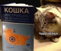 Смішні картинки про кота кота