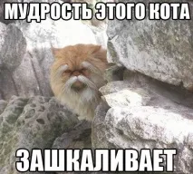 Смішні картинки про кота смішні