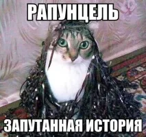 Смішні картинки про кота кота