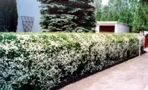 Спірея сіра grefsheim - посадка, догляд, боротьба зі шкідниками посадка