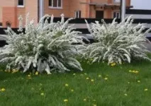 Спірея сіра Грефшейм Грефшейм
