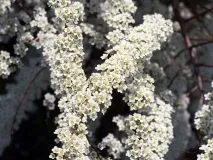 Спірея сіра грефшейм опис сортів з фото, посадка та догляд, обрізка, розмноження опис