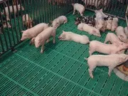 Склопластиковий настил, гратчастий пластиковий настил, продаж та постачання продаж