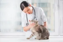 Стерилізація та кастрація котів та кішок котів