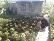 Чи варто на дачі саджати картоплю, якщо все одно на зиму не вистачить Якщо