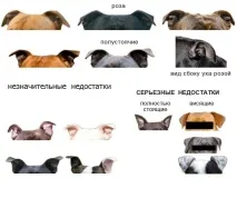 Стандарт породи Стаффордширський (англійський) бультер’єр - український портал Стаффордширський стандарт